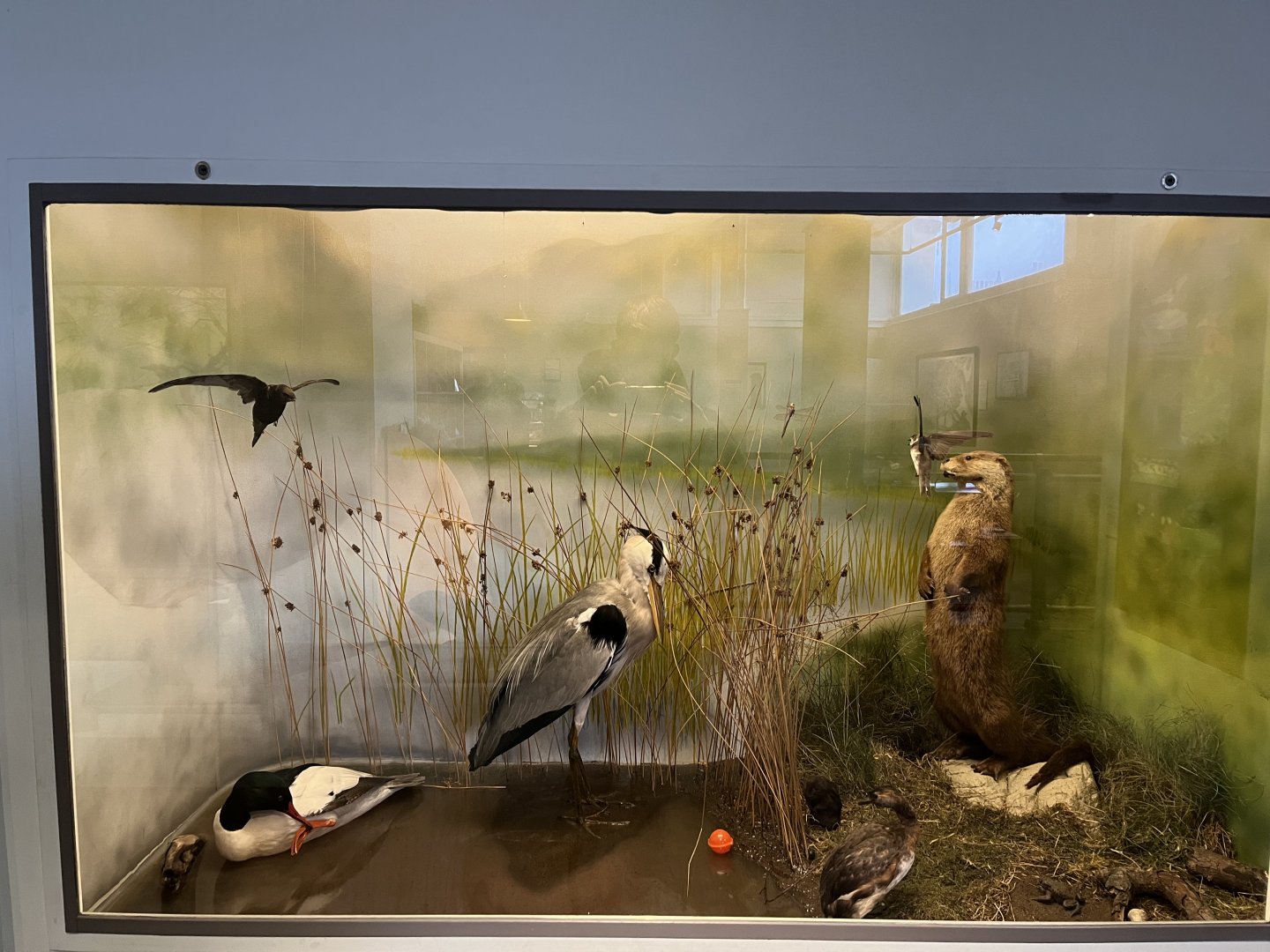 Riverside display (taken at Inverness museum 3.4.24)