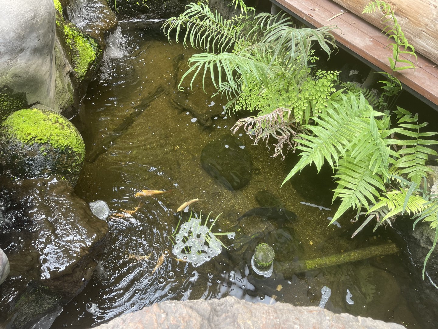 riverside pond (1) - dunia air tawar