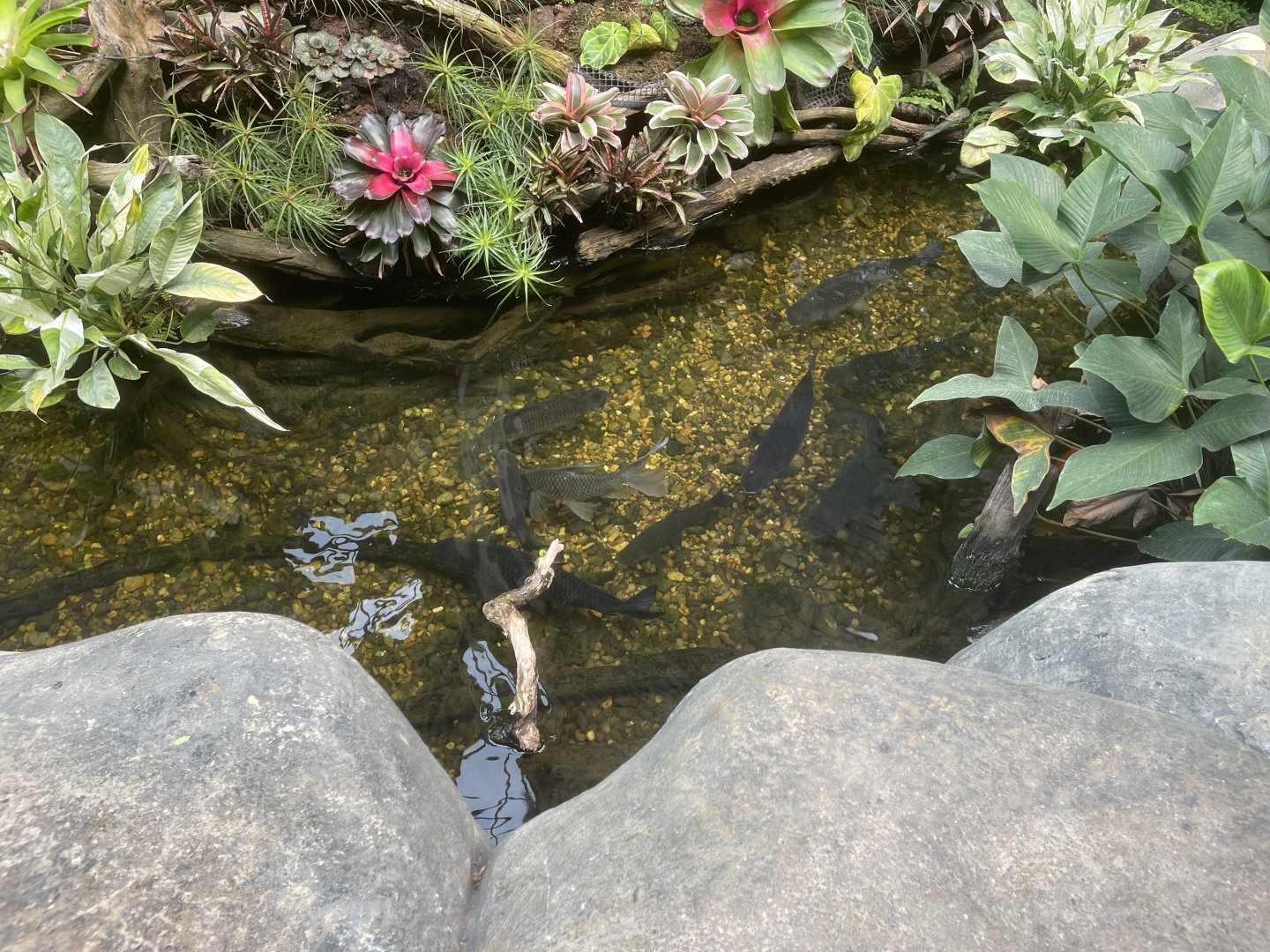 riverside pond (2) - dunia air tawar