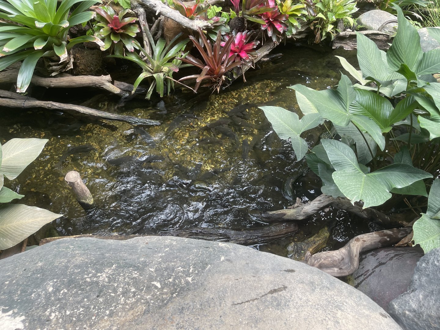 riverside pond (3) - dunia air tawar