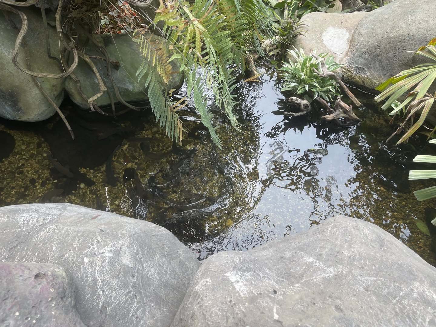 riverside pond (4) - dunia air tawar