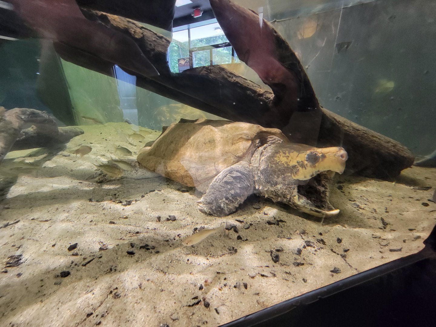 Riverside Reptiles - Alligator snapping turtle