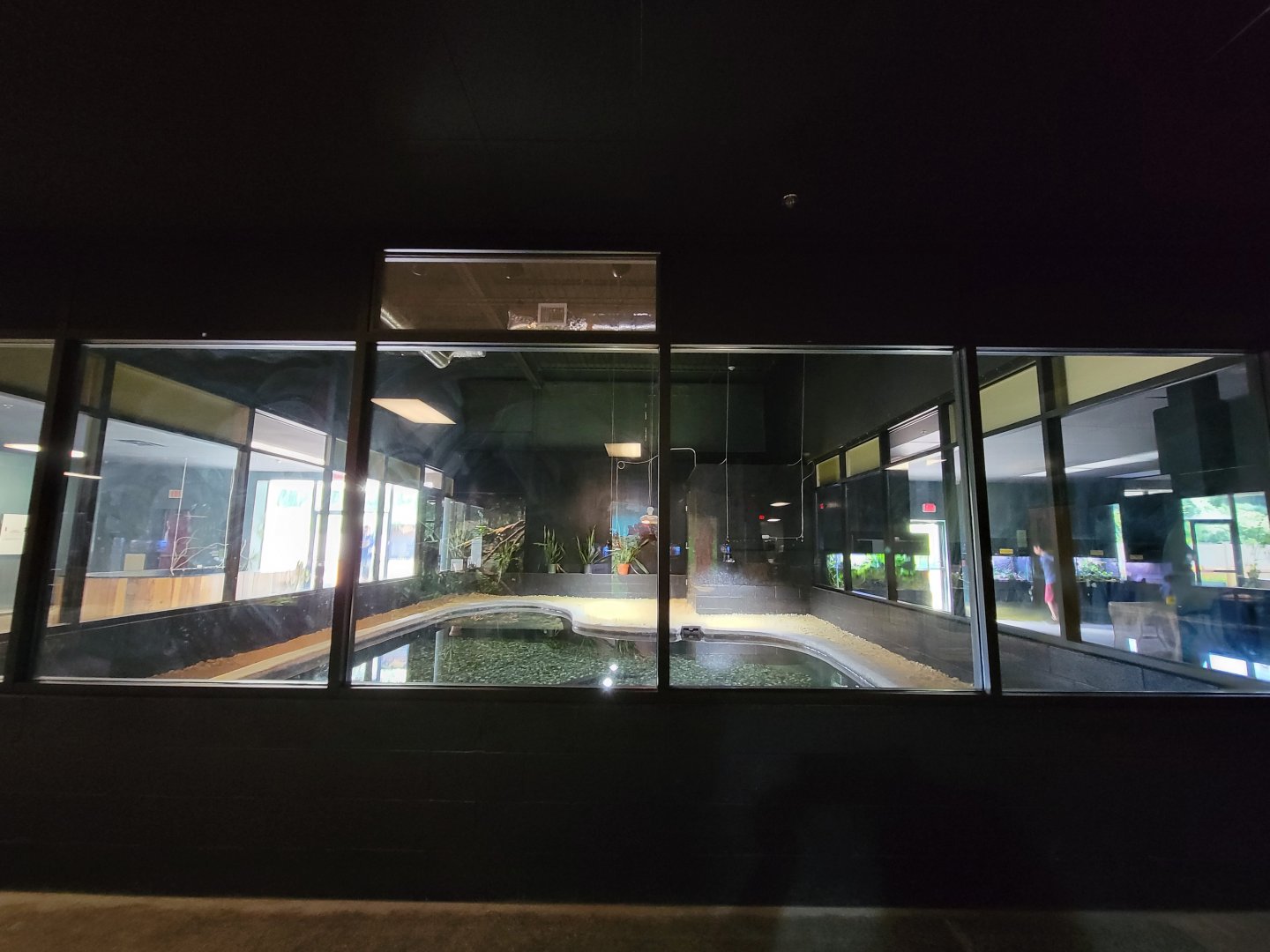 Riverside Reptiles - American alligator