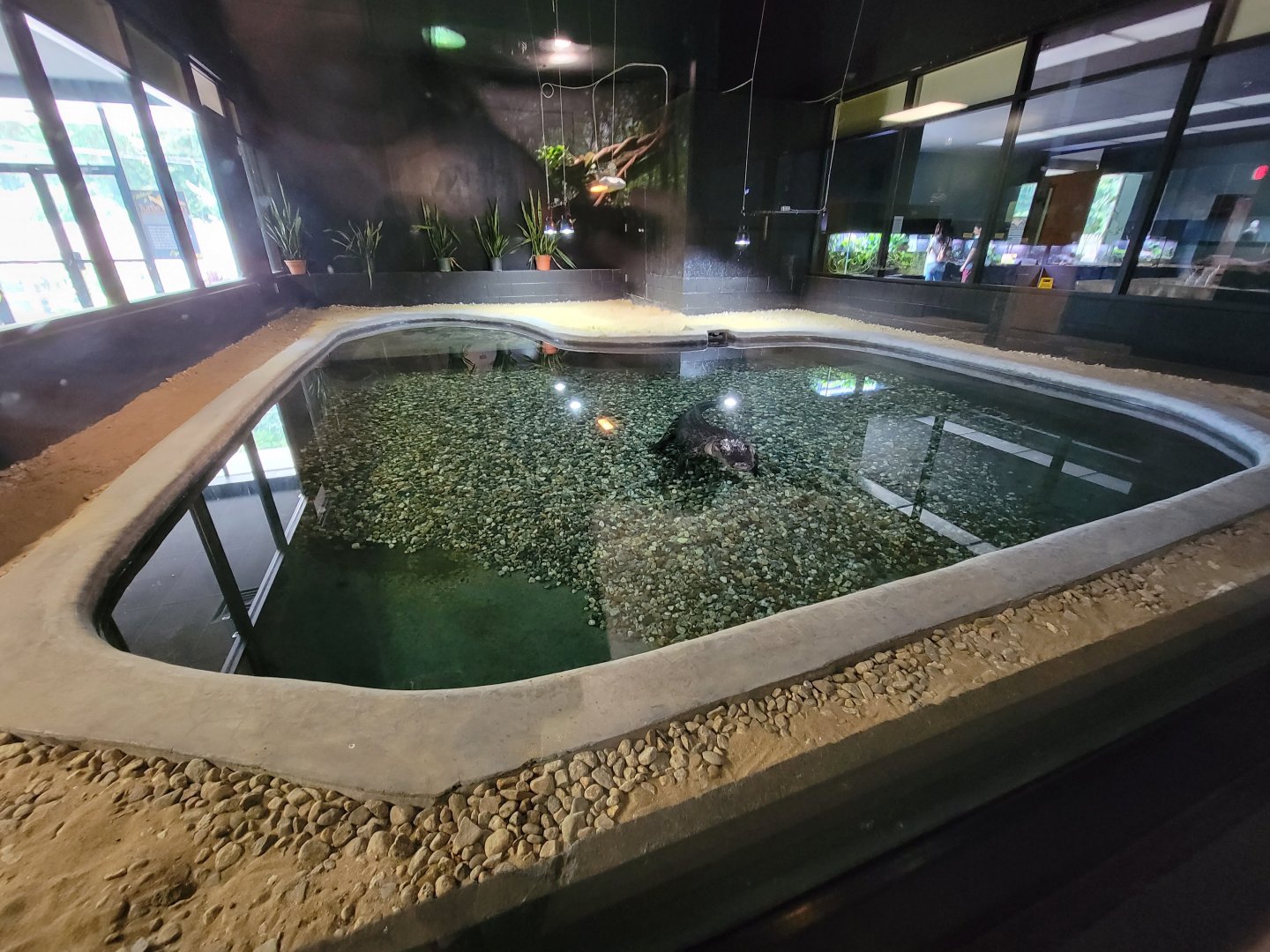 Riverside Reptiles - American alligator