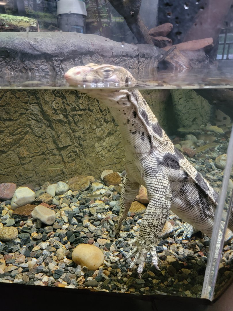 Riverside Reptiles - Asian water monitor