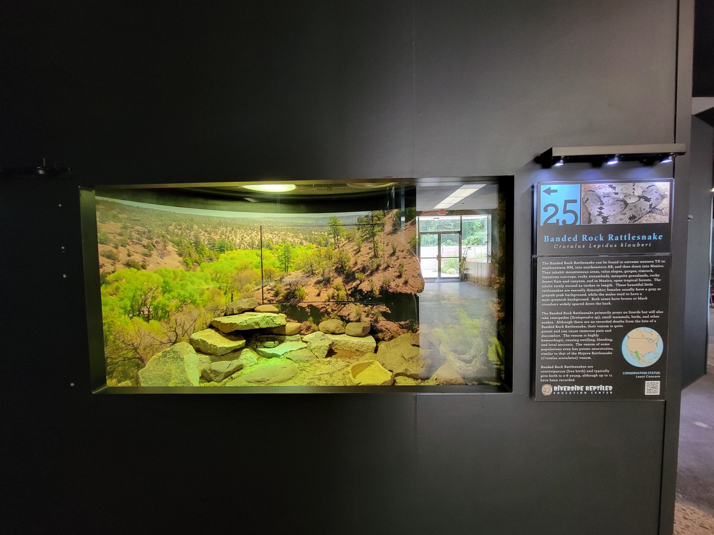 Riverside Reptiles - Banded rock rattlesnake