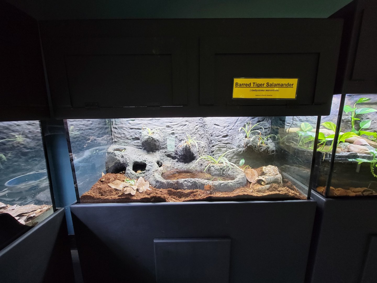 Riverside Reptiles - Barred tiger salamanders