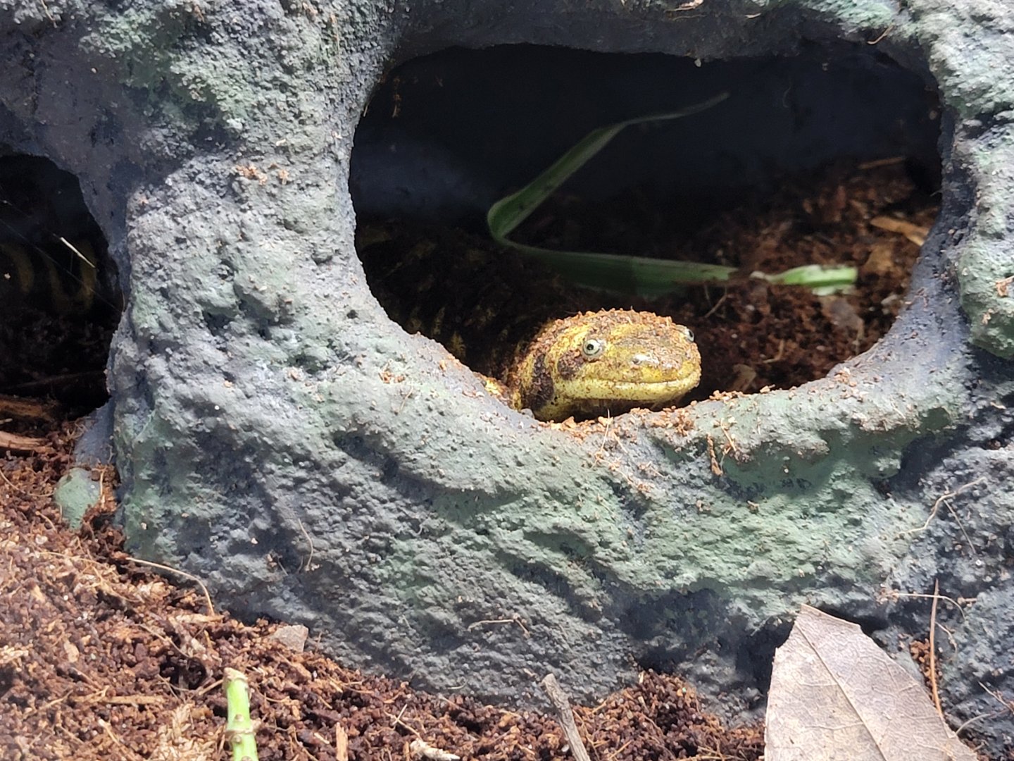 Riverside Reptiles - Barred tiger salamanders