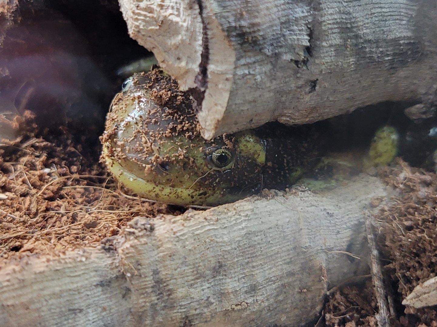 Riverside Reptiles - Barred tiger salamanders