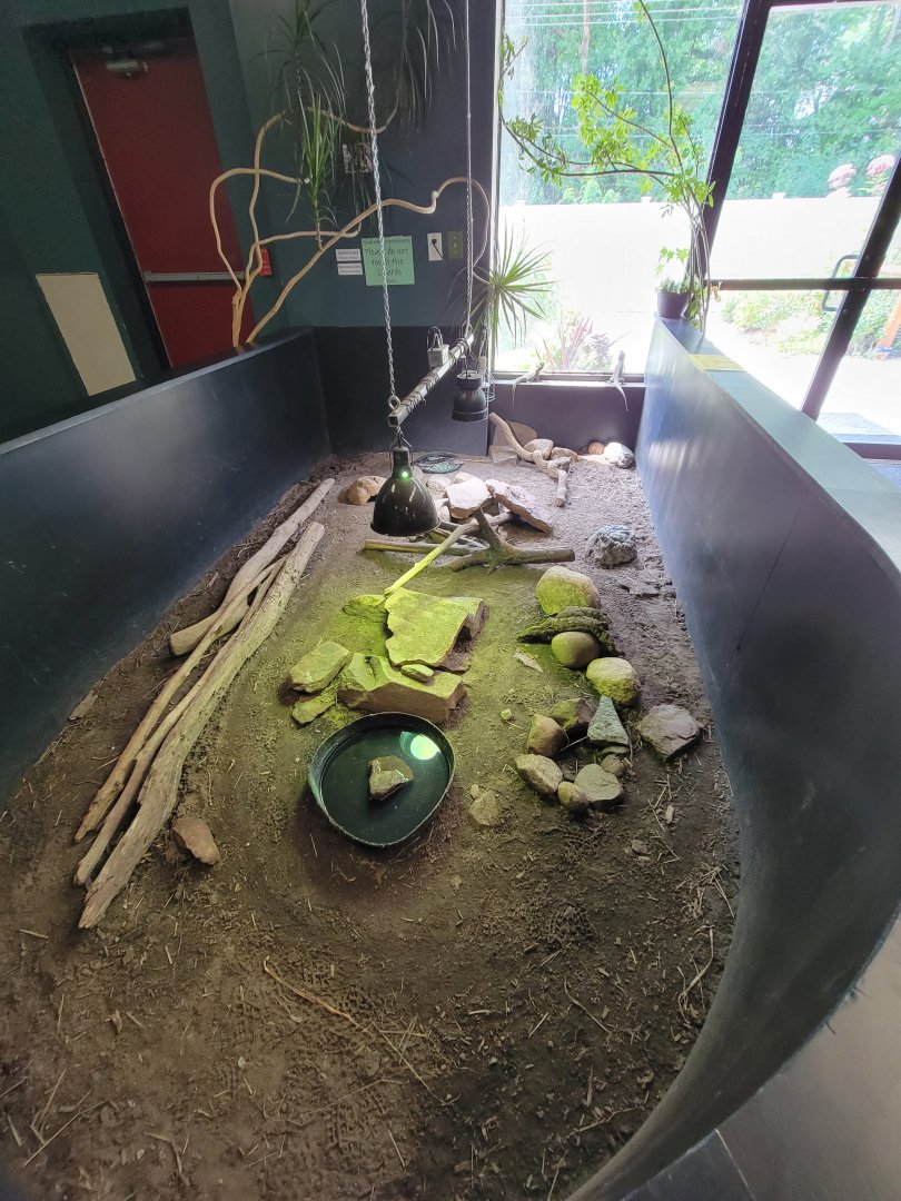 Riverside Reptiles - Bearded dragons, blue-tongued skink