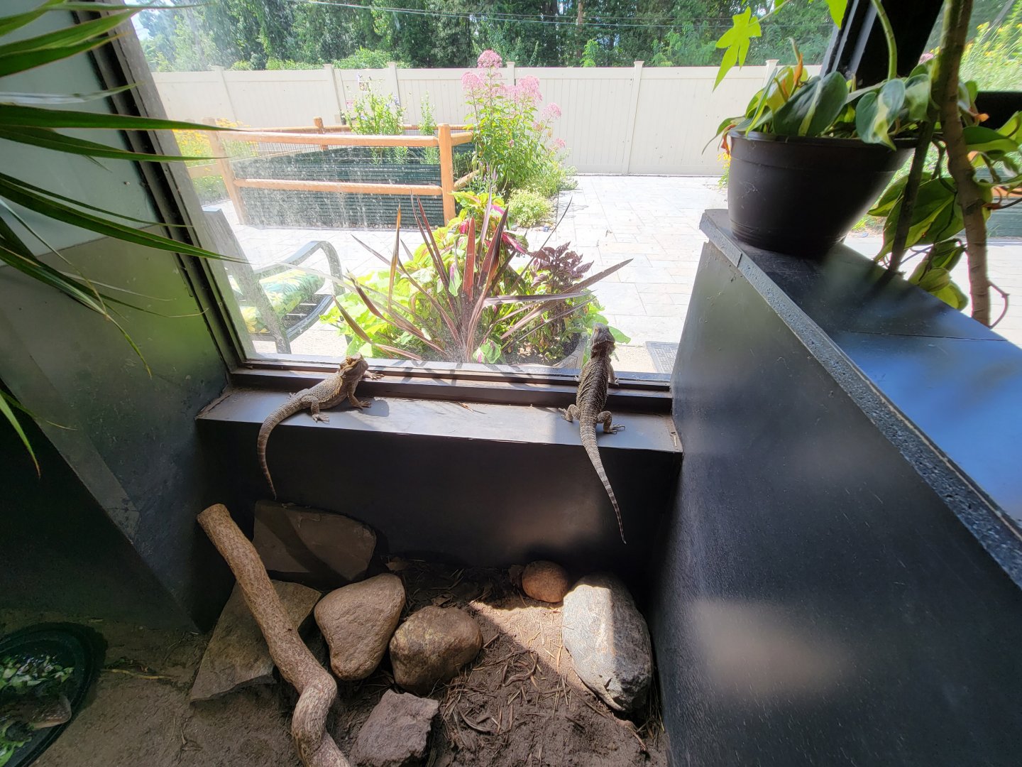 Riverside Reptiles - Bearded dragons