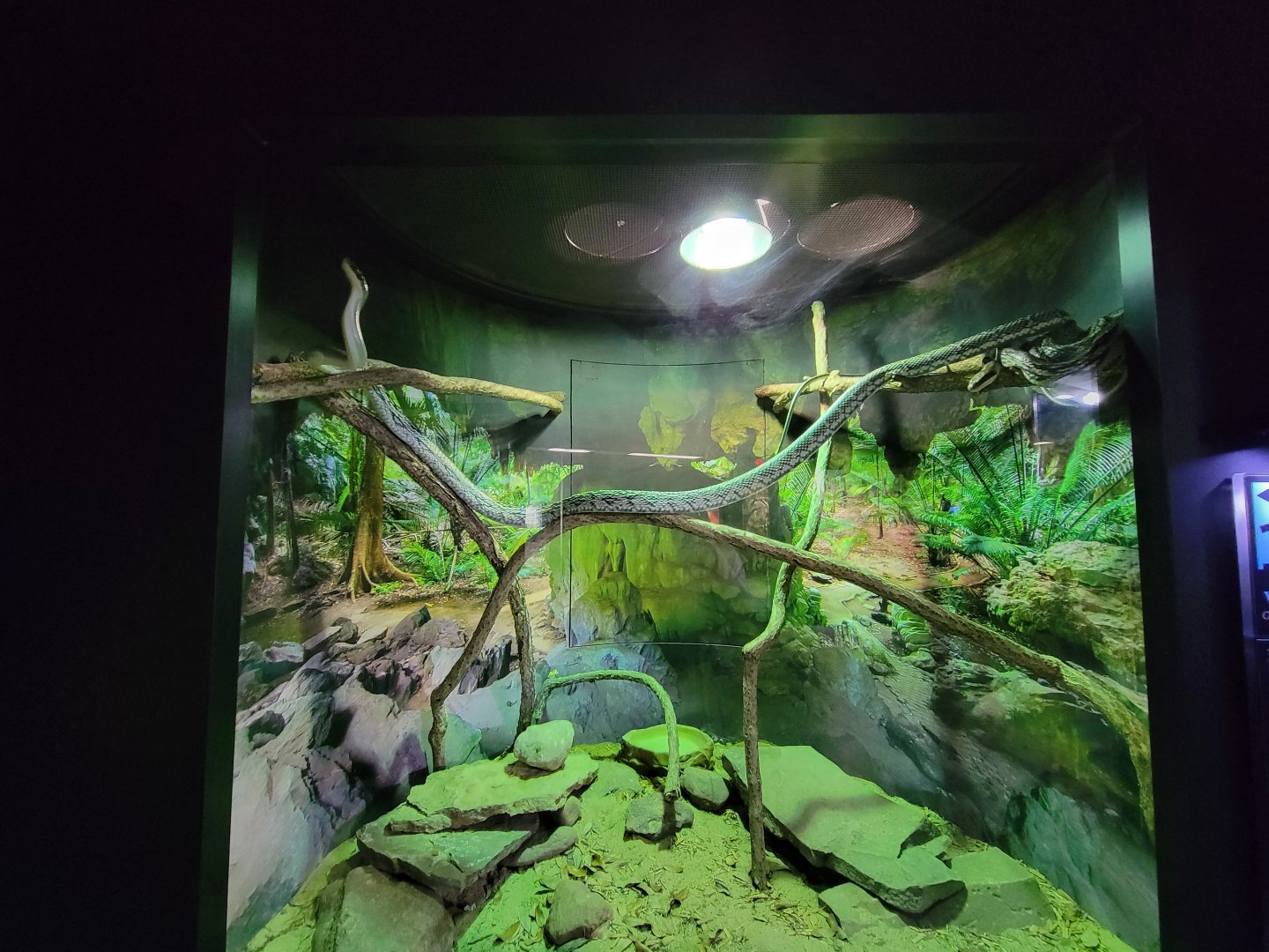 Riverside Reptiles - Blue beauty snake stretched out