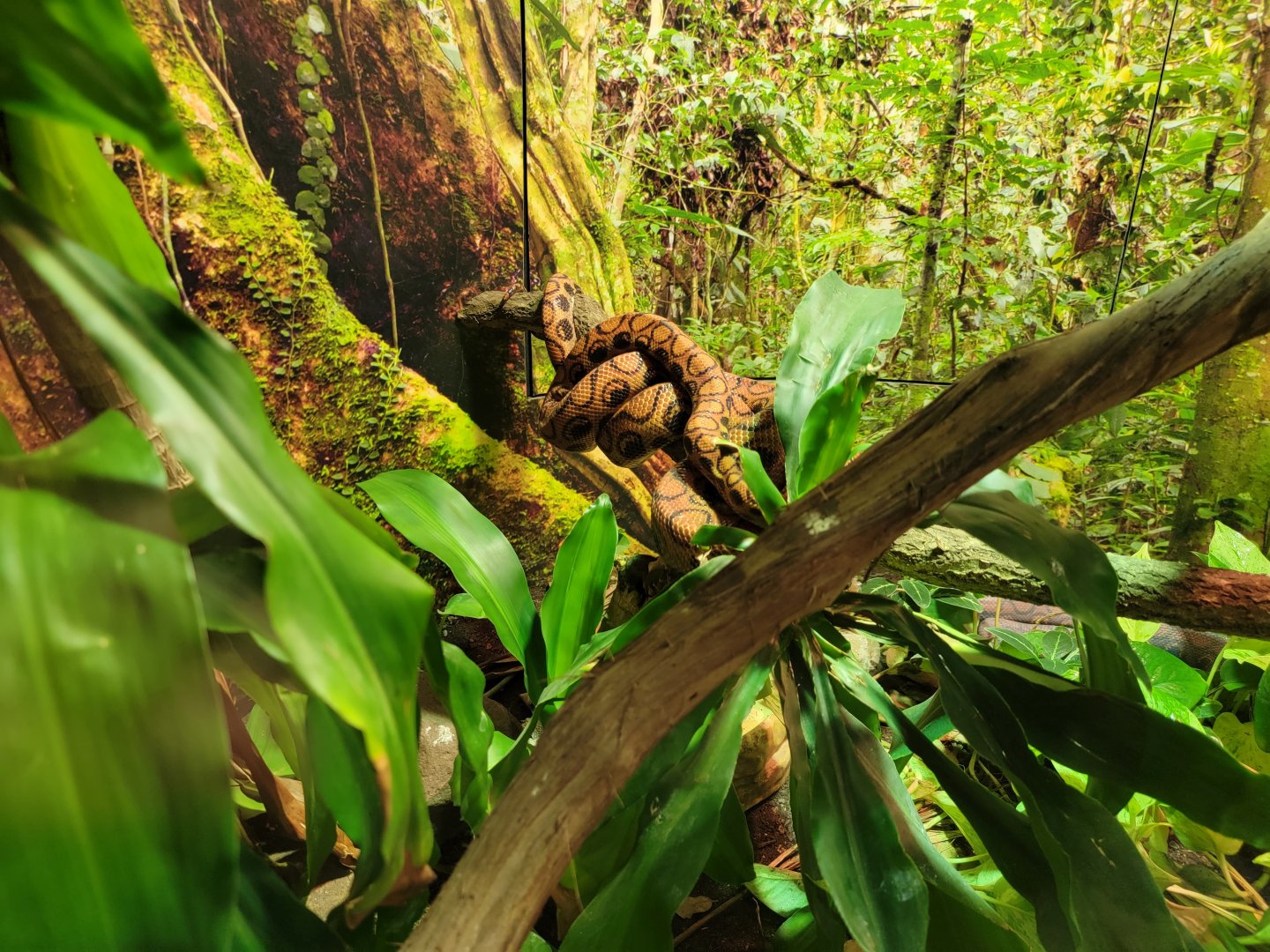 Riverside Reptiles - Brazilian rainbow boa