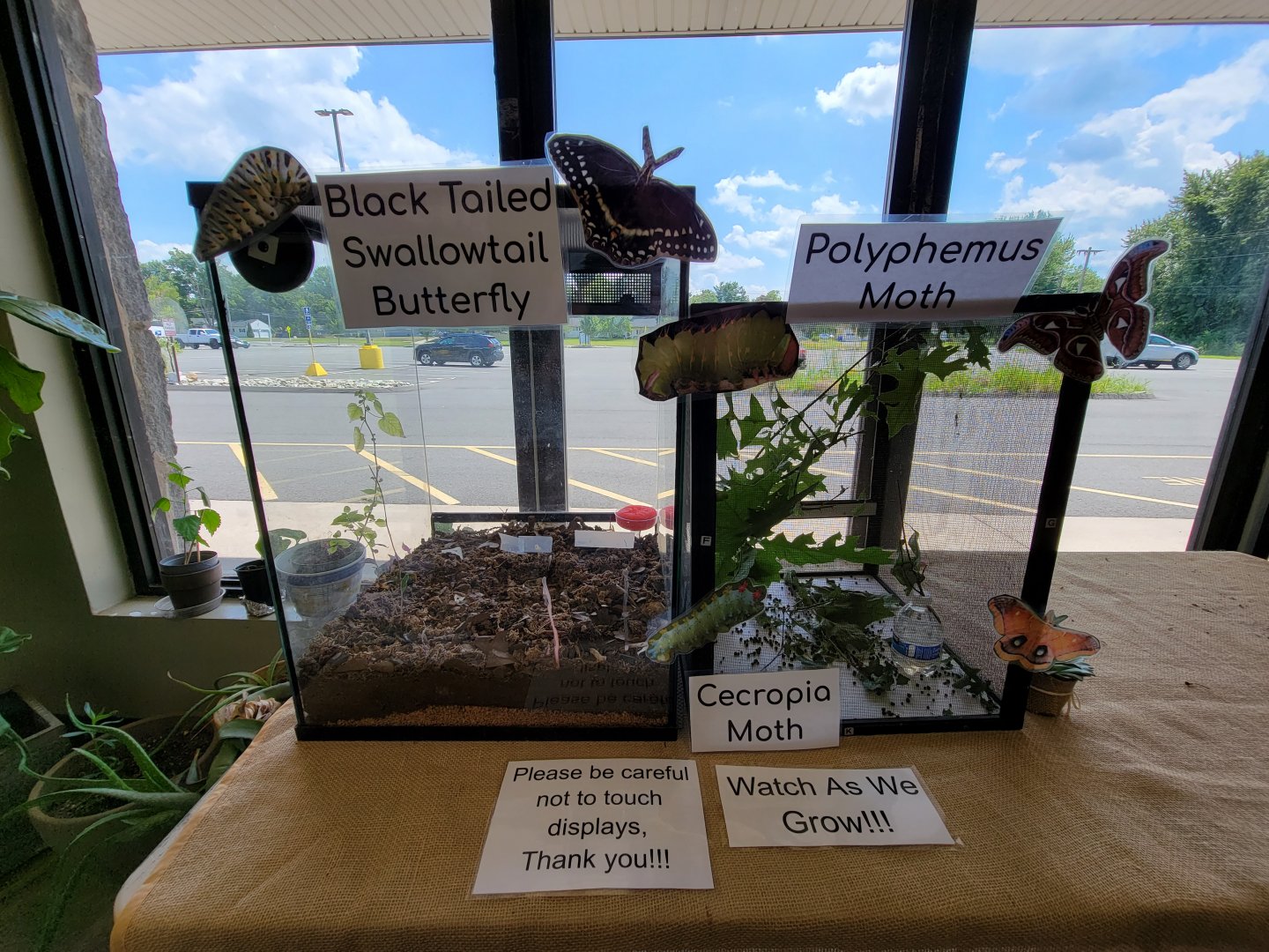 Riverside Reptiles - Caterpillars