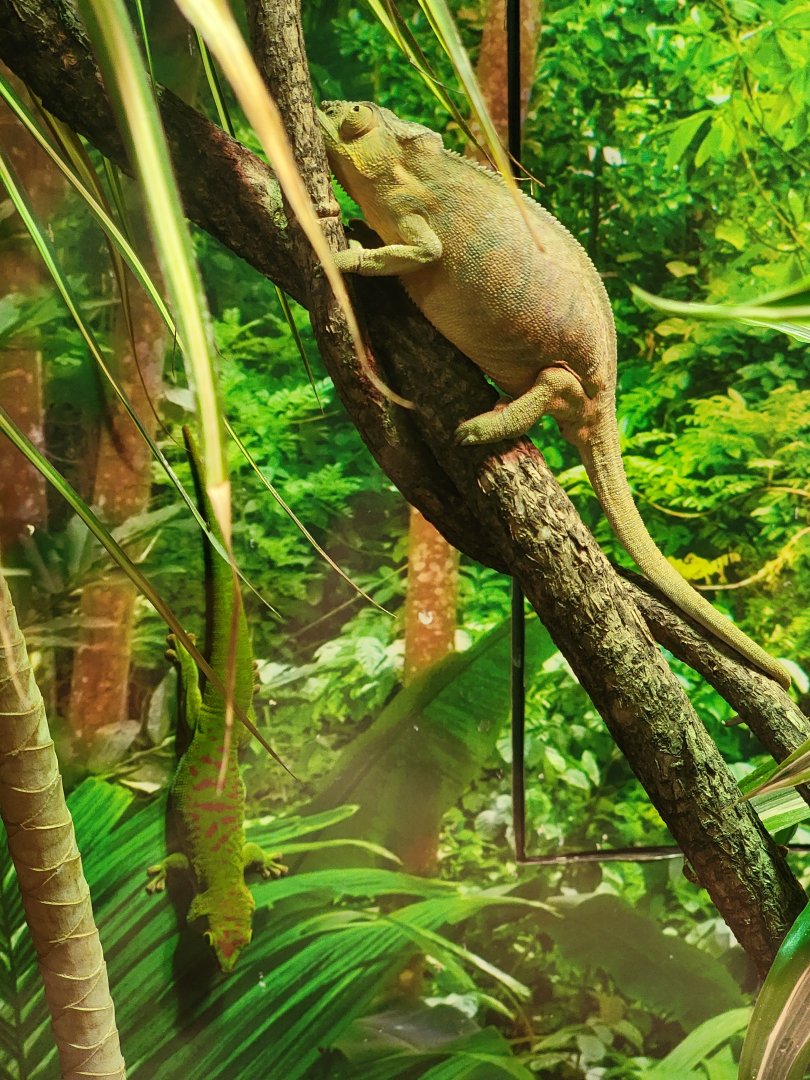 Riverside Reptiles - Chameleon