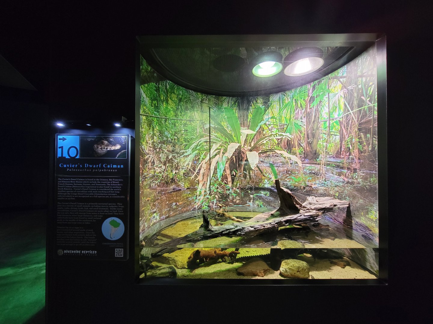 Riverside Reptiles - Cuvier's dwarf caiman