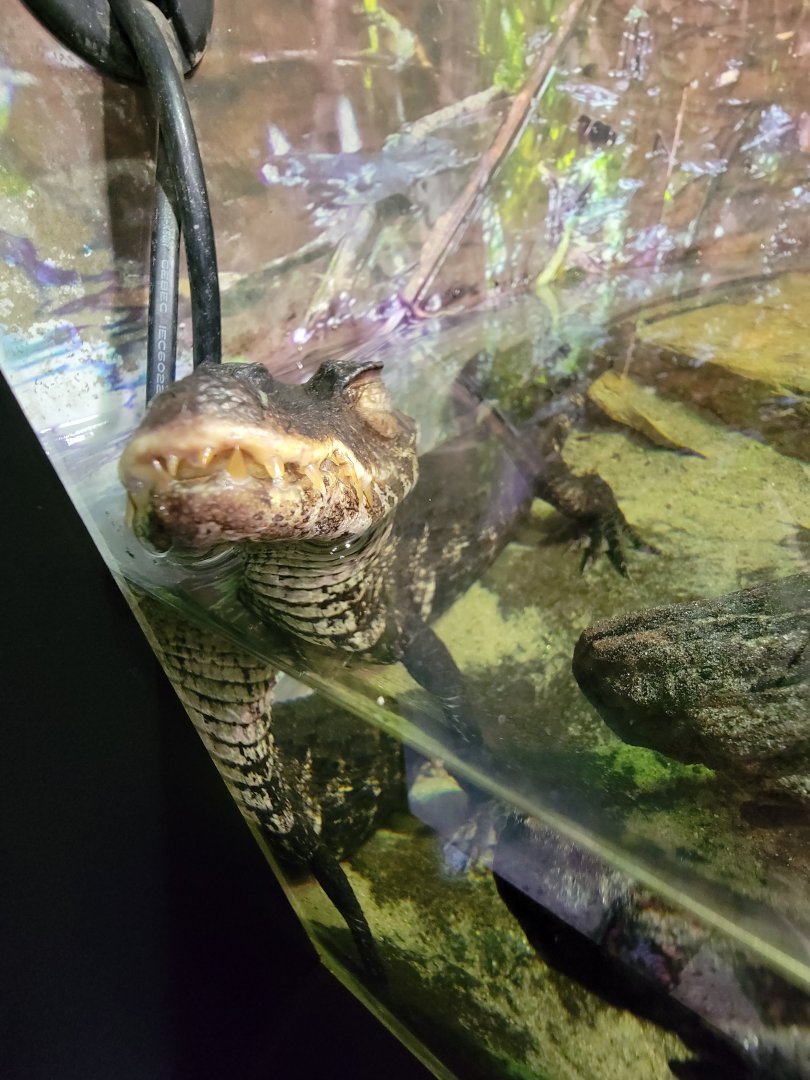 Riverside Reptiles - Cuvier's dwarf caiman