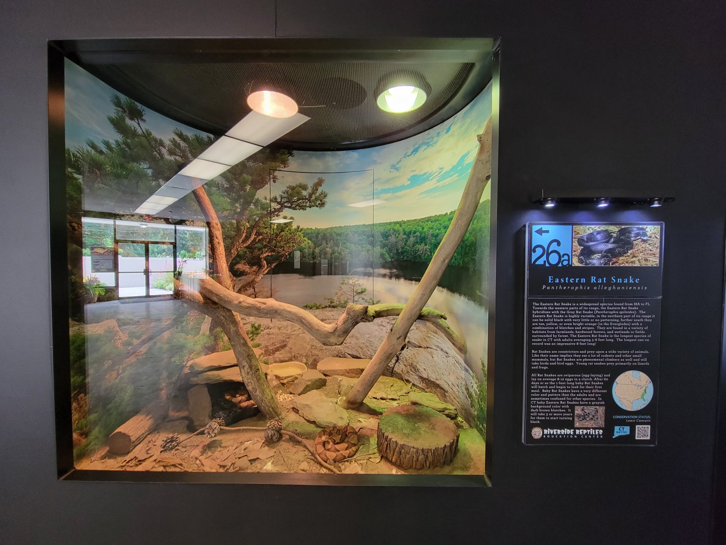 Riverside Reptiles - Eastern copperhead, eastern rat snake