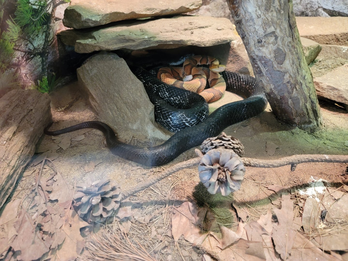 Riverside Reptiles - Eastern copperhead, eastern rat snake