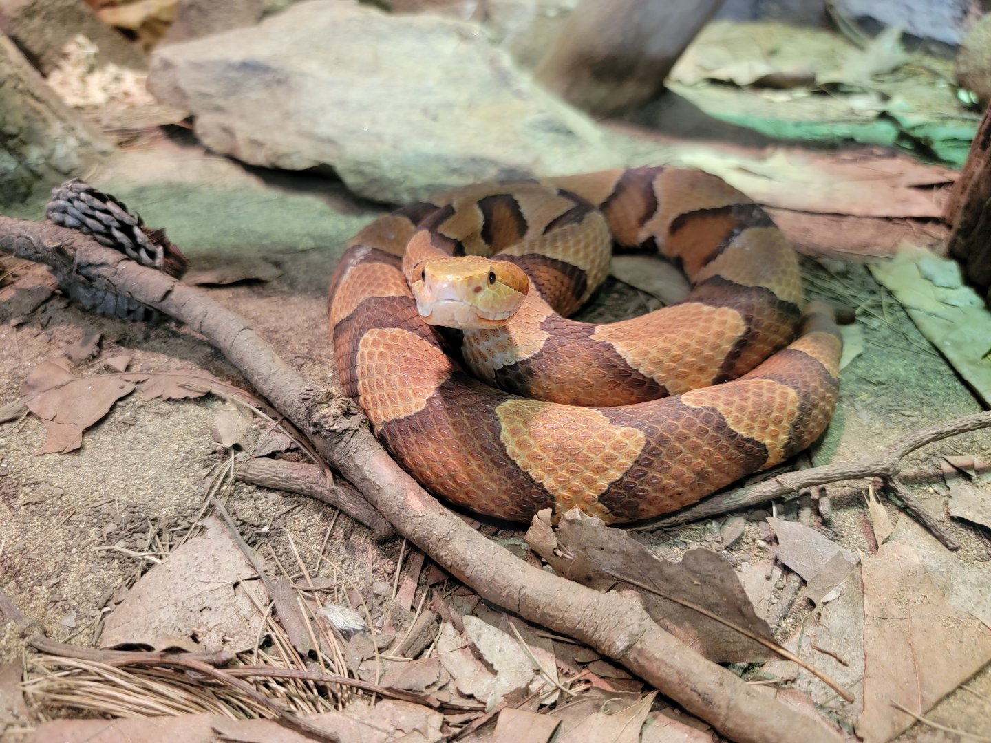 Riverside Reptiles - Eastern copperhead