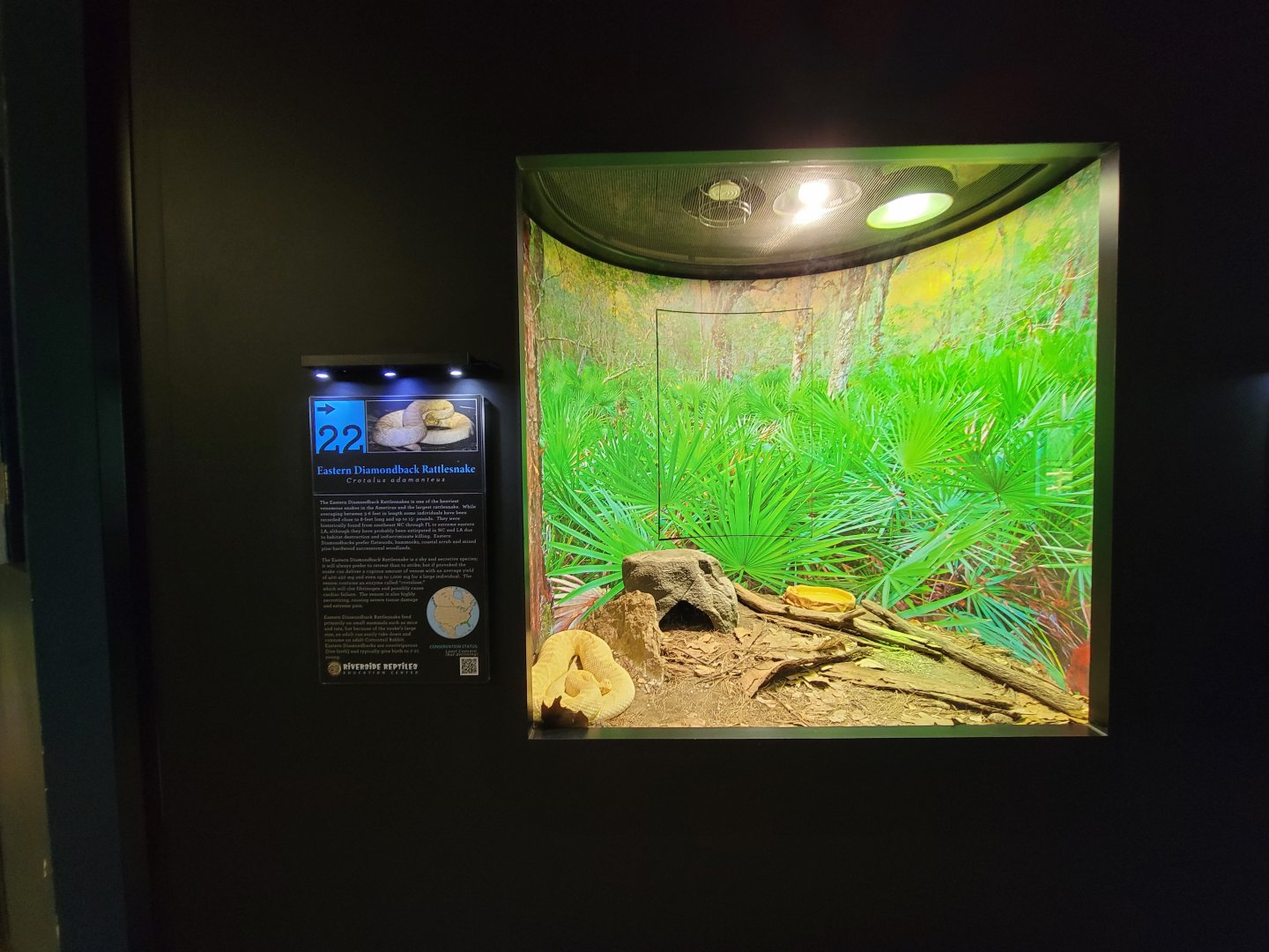 Riverside Reptiles - Eastern diamondback