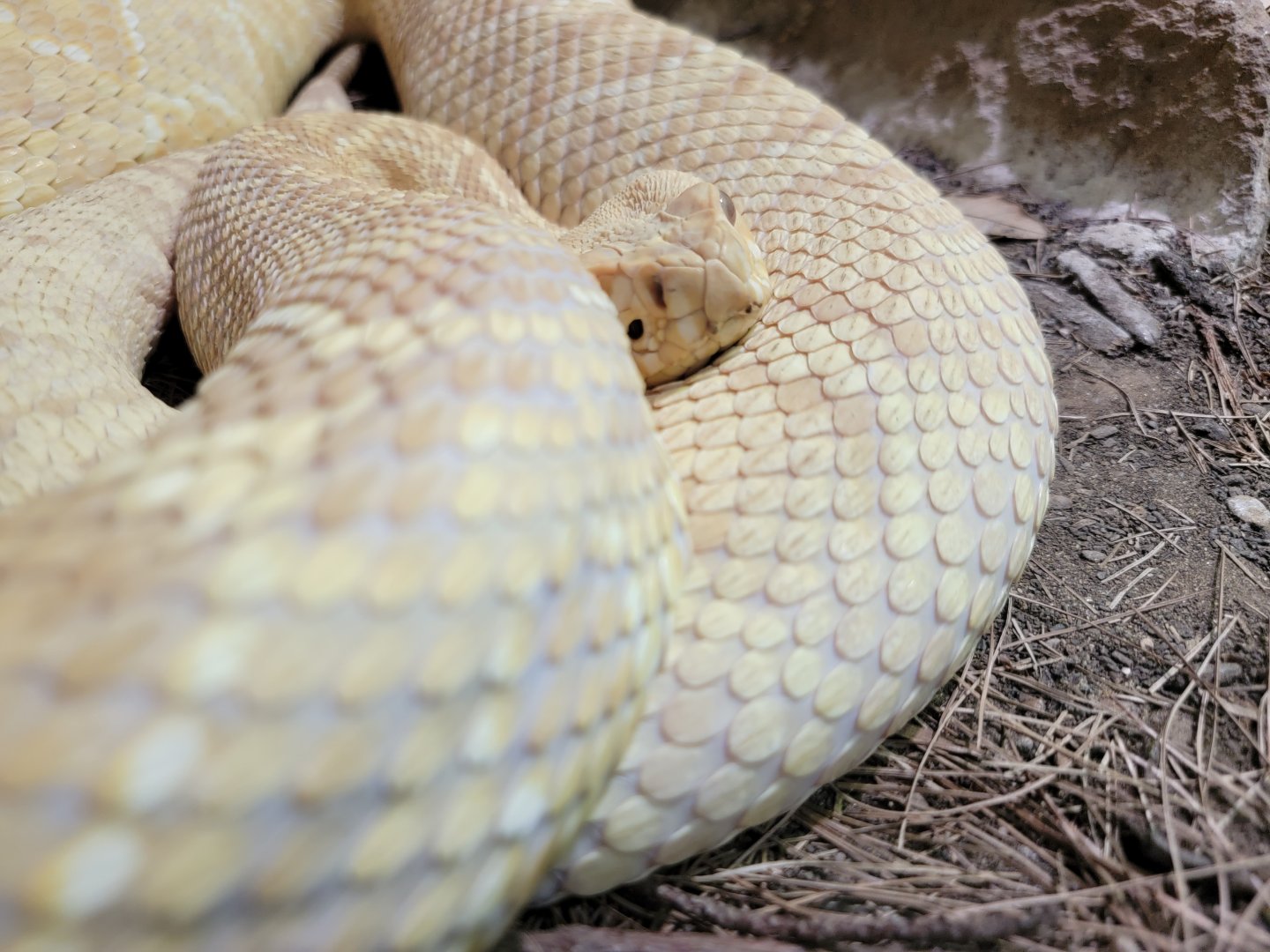 Riverside Reptiles - Eastern diamondback