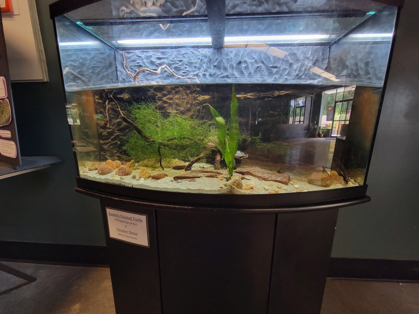 Riverside Reptiles - Eastern painted turtle, greater siren