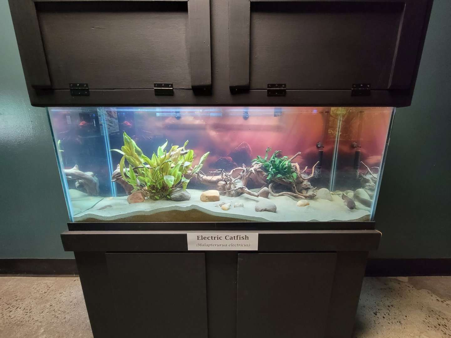 Riverside Reptiles - Electric catfish