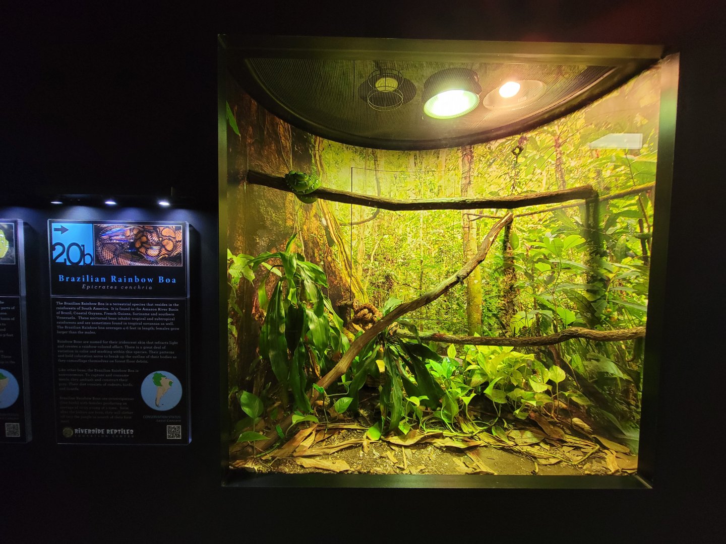 Riverside Reptiles - Emerald tree boa, Brazilian rainbow boa