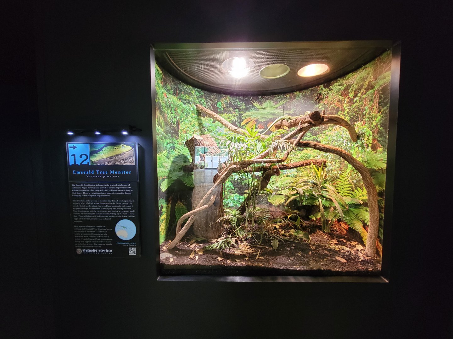 Riverside Reptiles - Emerald tree monitor