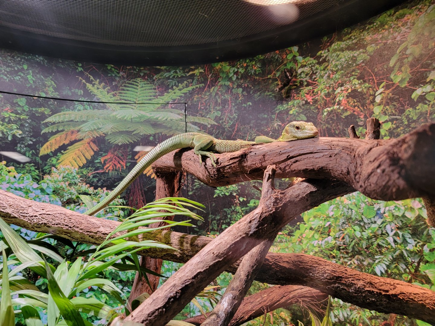 Riverside Reptiles - Emerald tree monitor