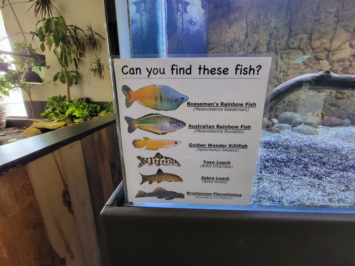 Riverside Reptiles - Fishes with fly river turtle