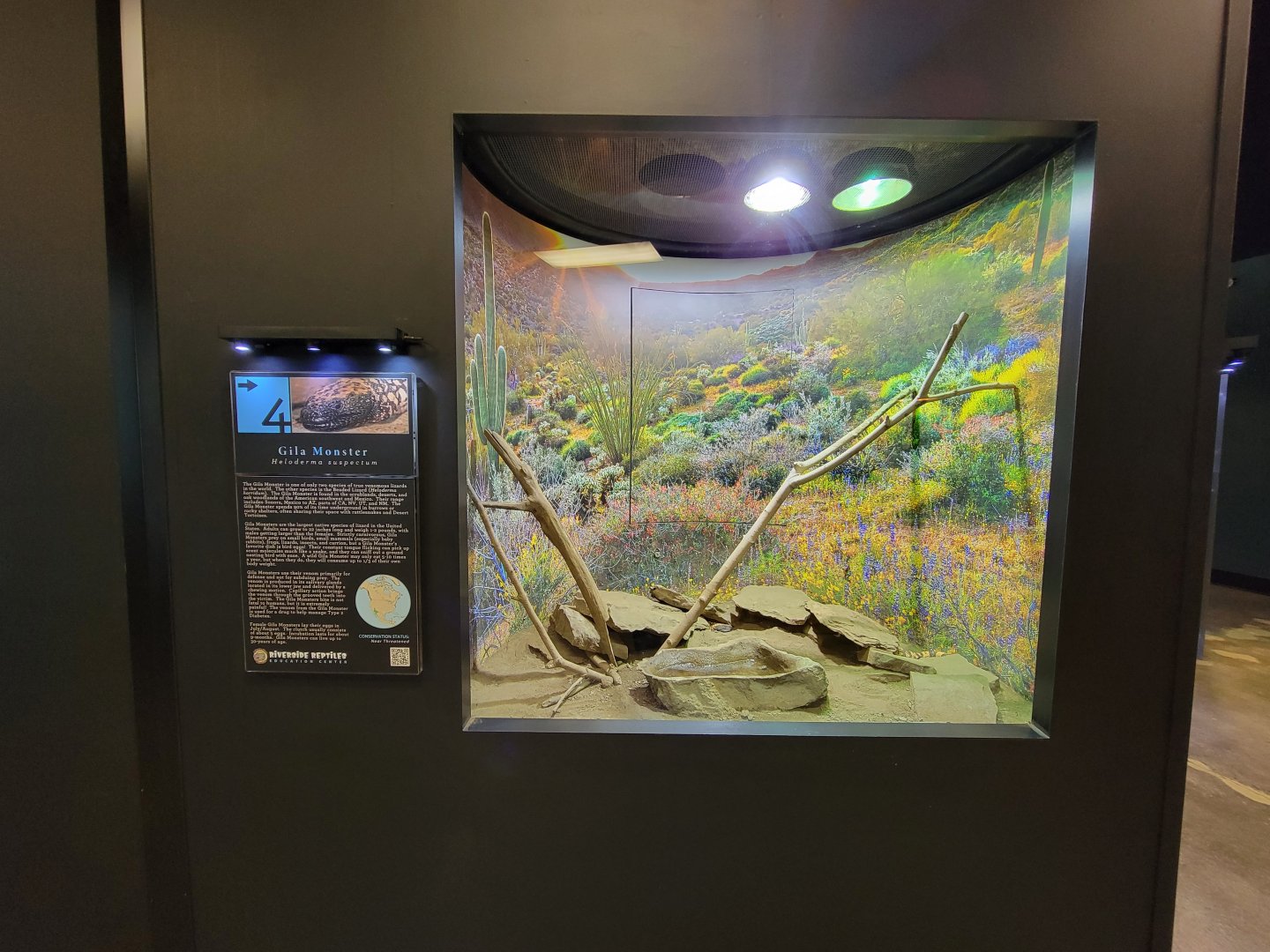 Riverside Reptiles - Gila monster