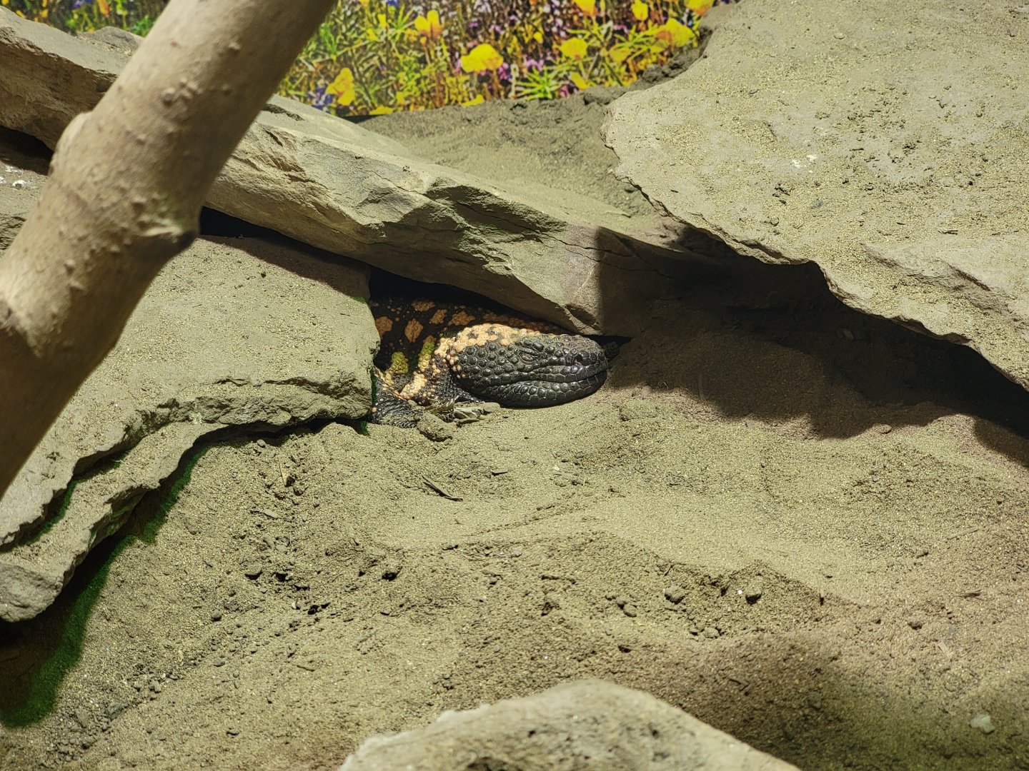 Riverside Reptiles - Gila monster