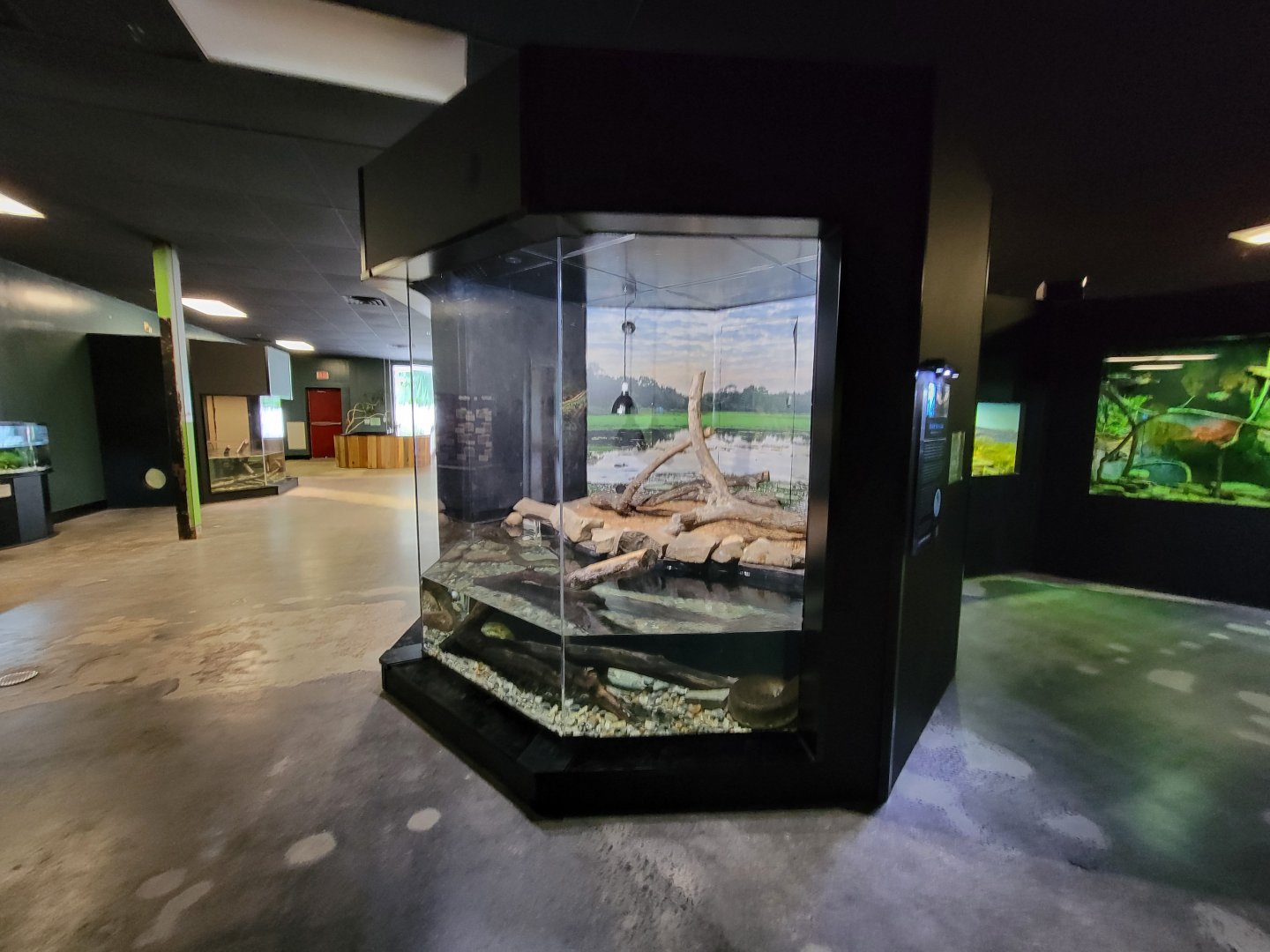 Riverside Reptiles - Green anaconda pair