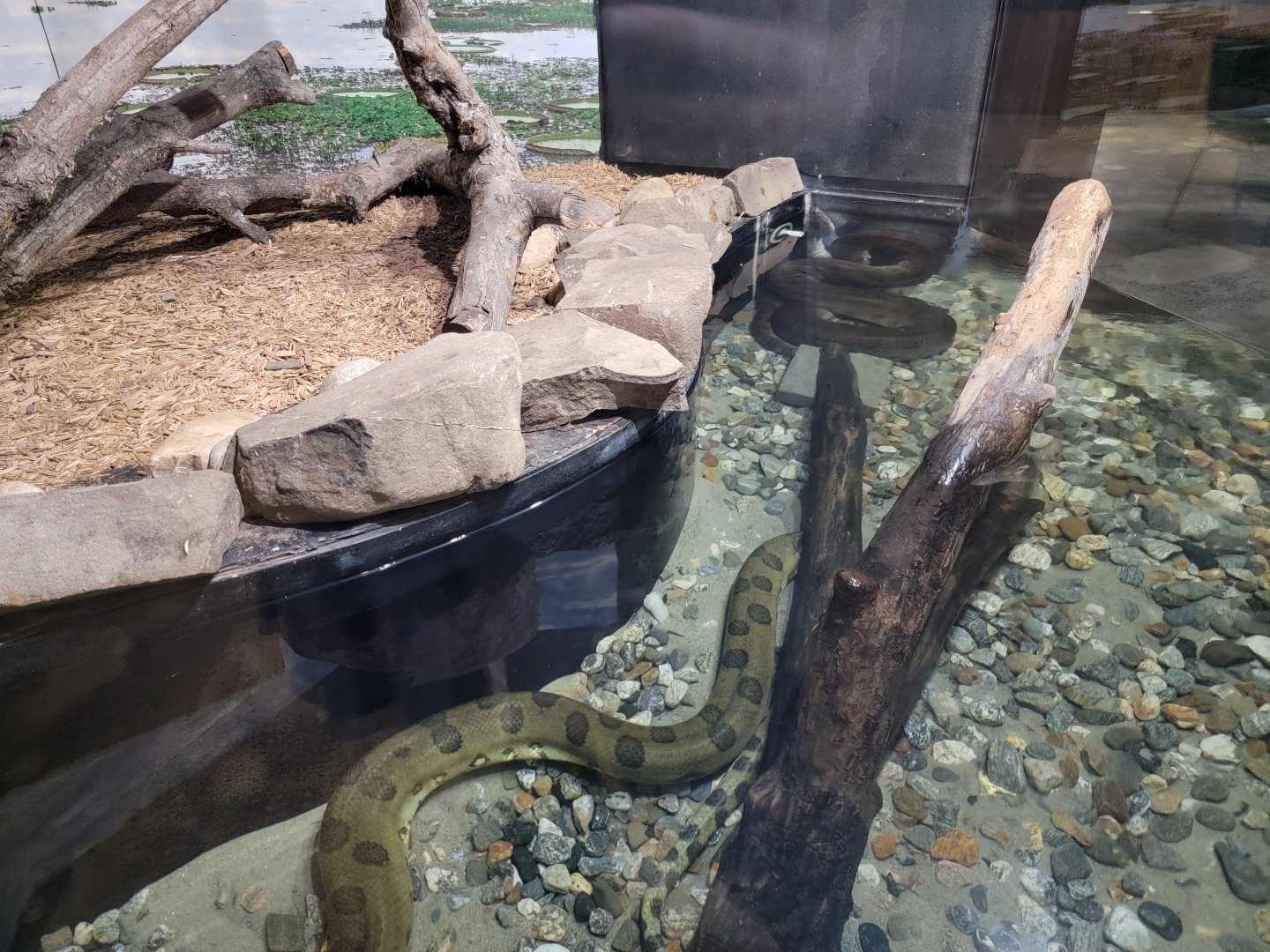Riverside Reptiles - Green anaconda pair