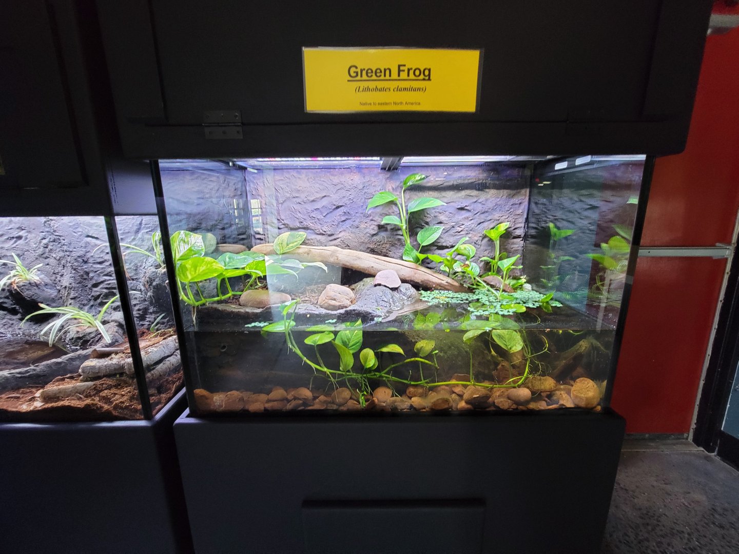 Riverside Reptiles - Green frog