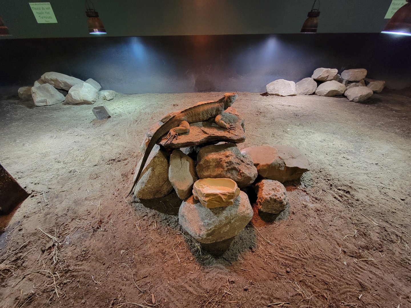 Riverside Reptiles - Iguana