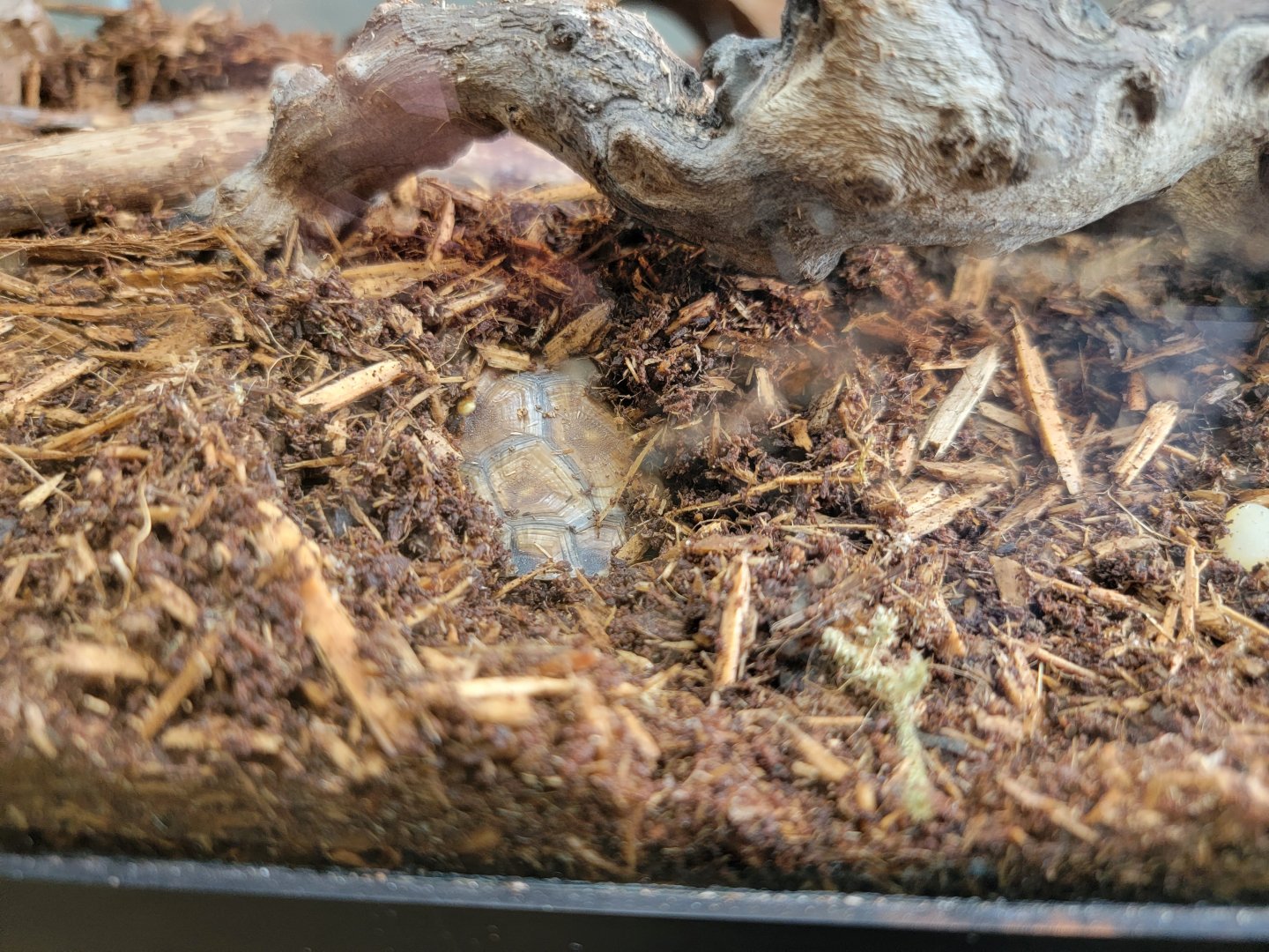 Riverside Reptiles - Juvenile eastern box turtle