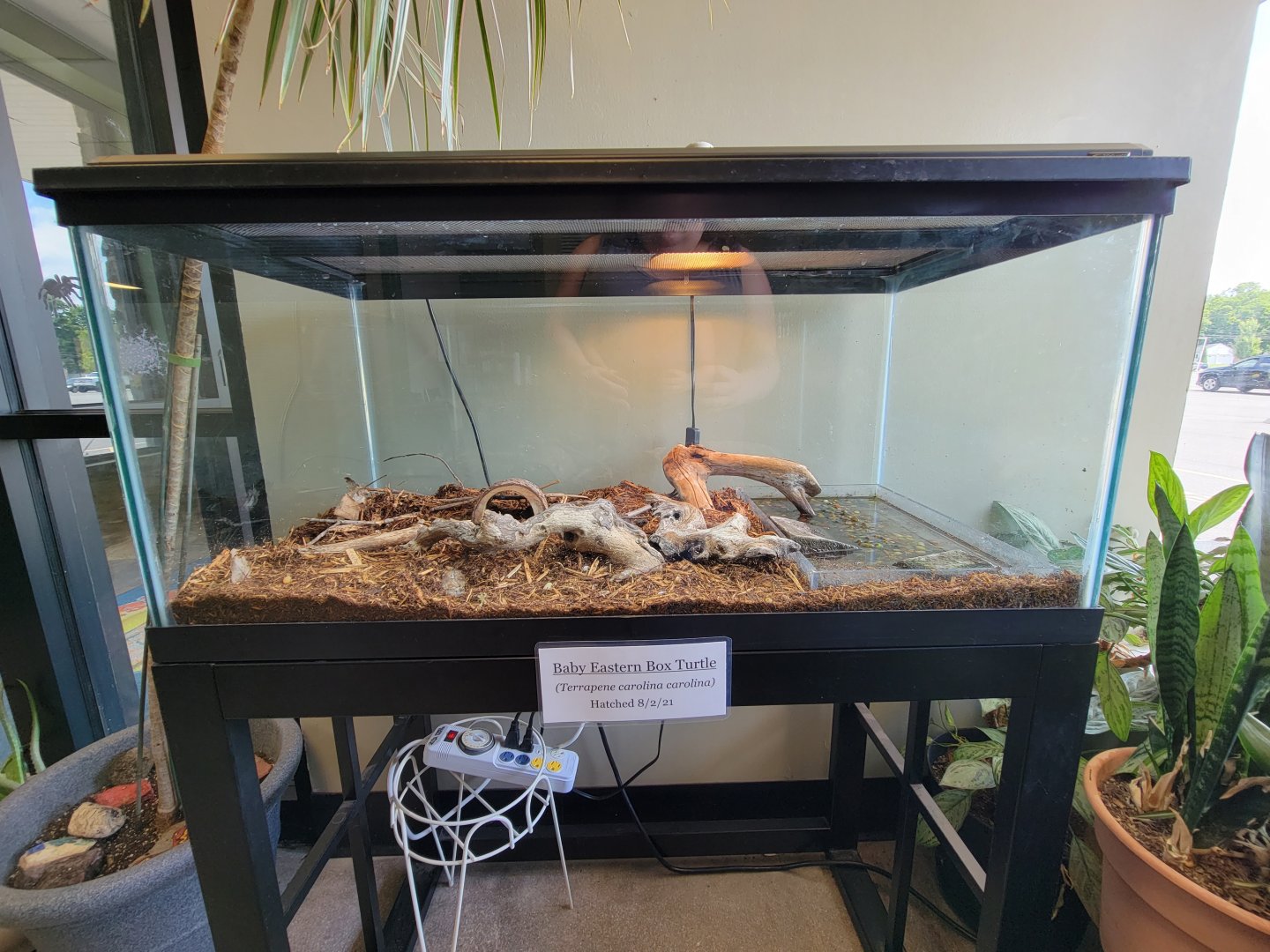 Riverside Reptiles - Juvenile eastern box turtles