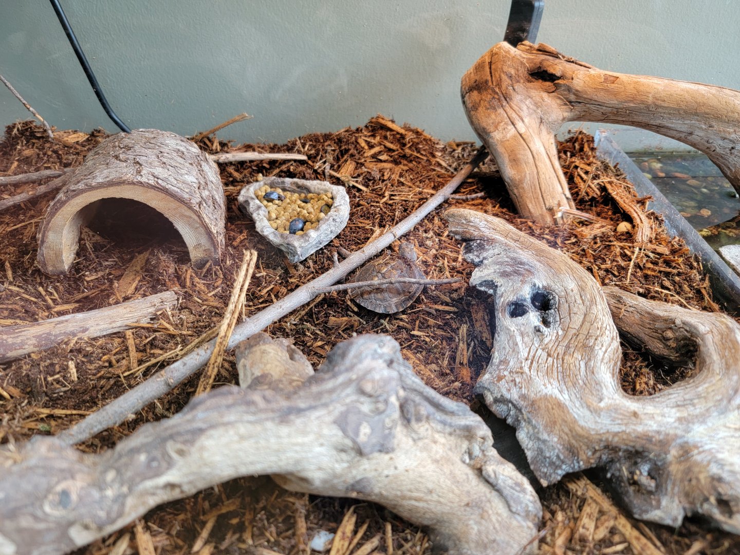 Riverside Reptiles - Juvenile eastern box turtles