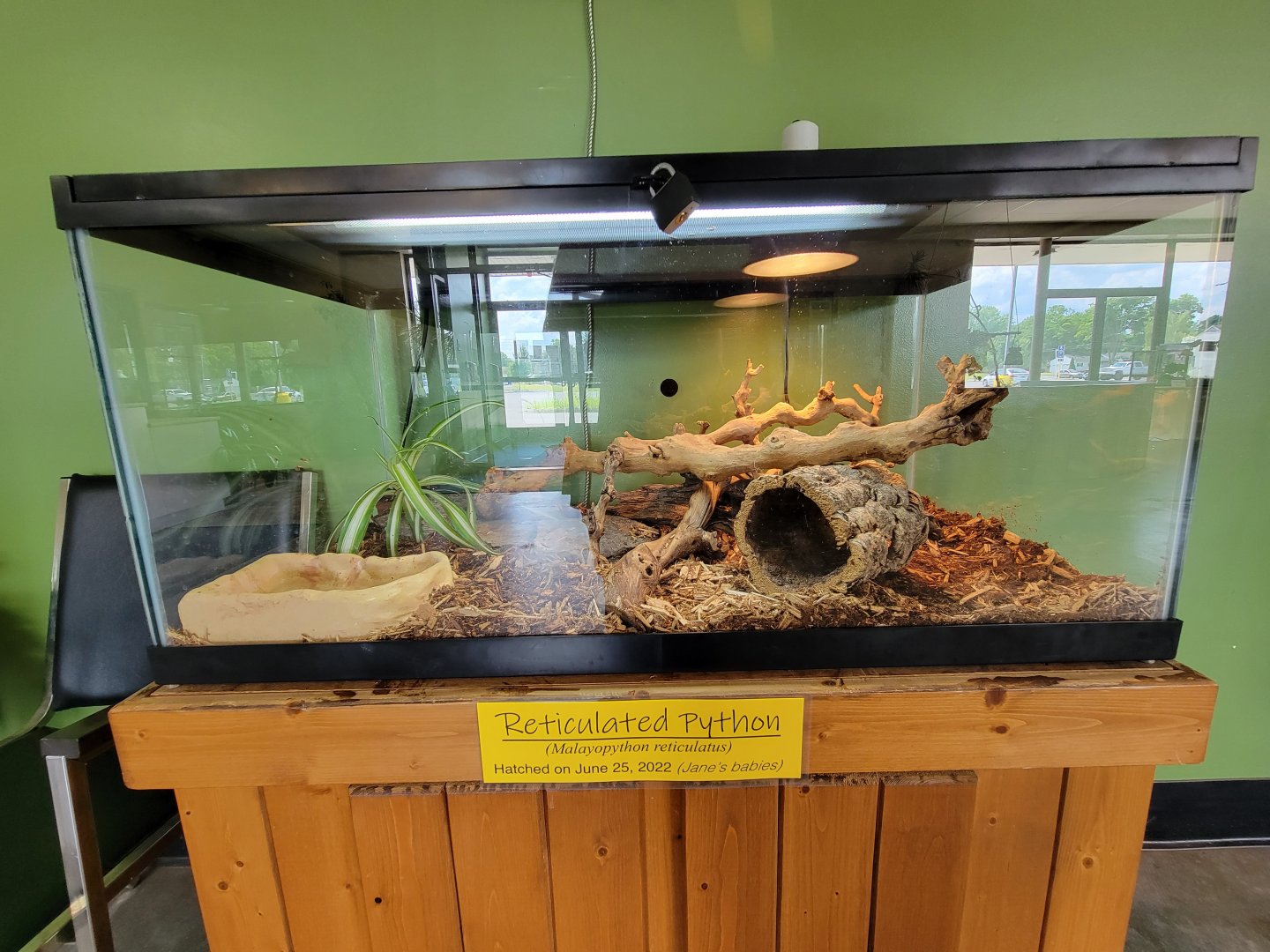 Riverside Reptiles - Juvenile reticulated pythons