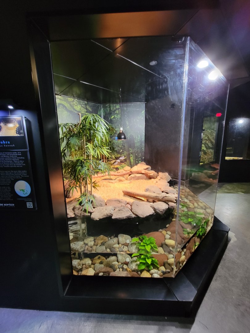 Riverside Reptiles - King cobra