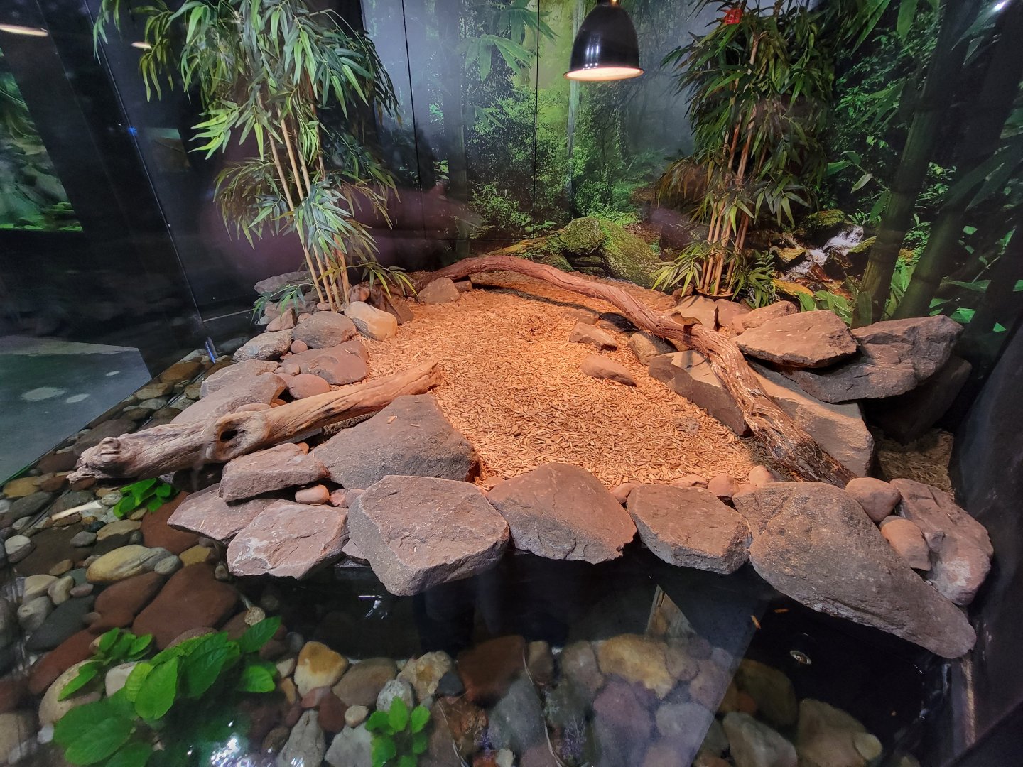 Riverside Reptiles - King cobra