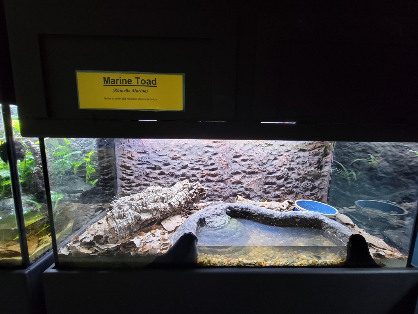 Riverside Reptiles - Marine toad