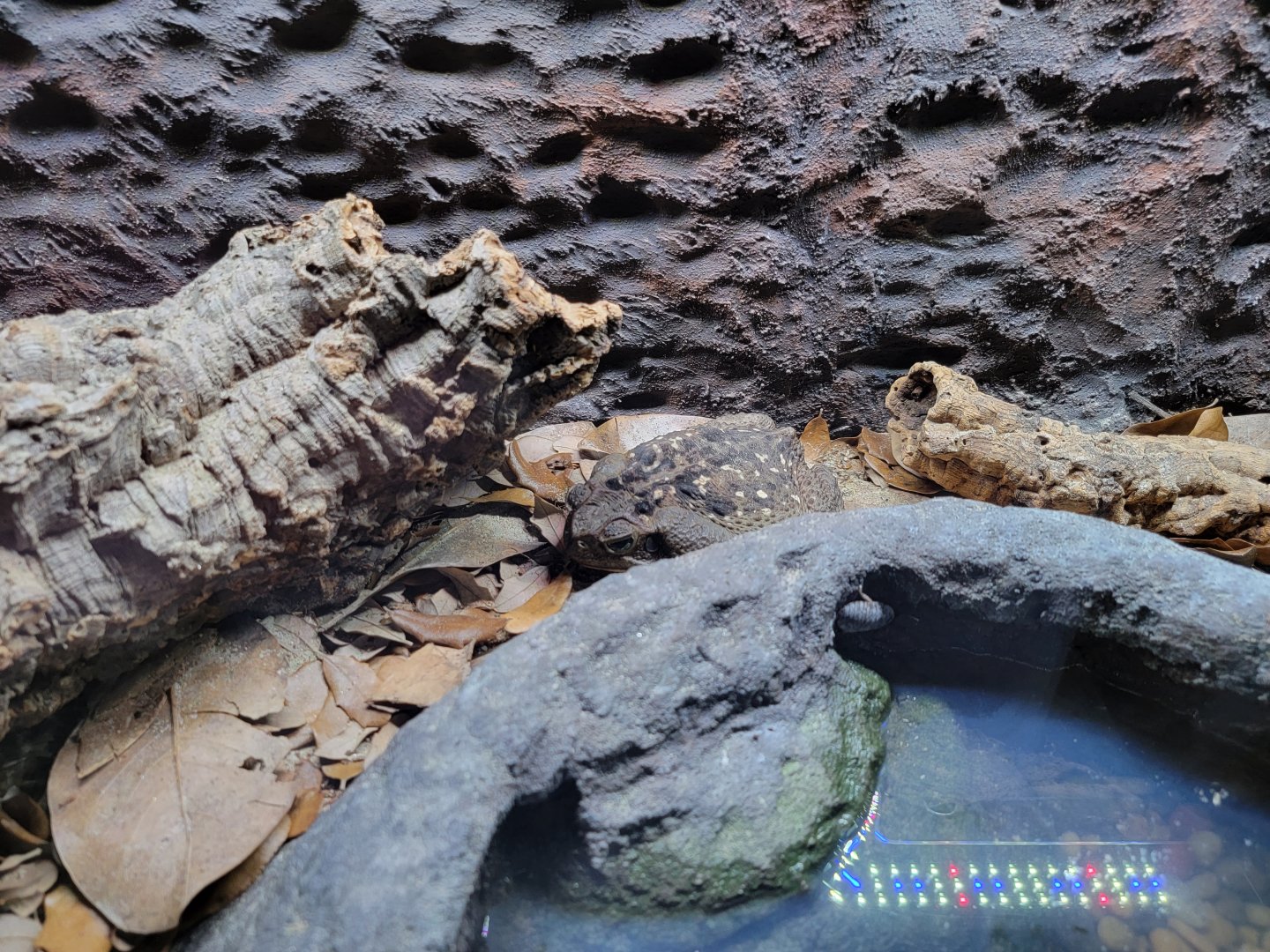 Riverside Reptiles - Marine toad