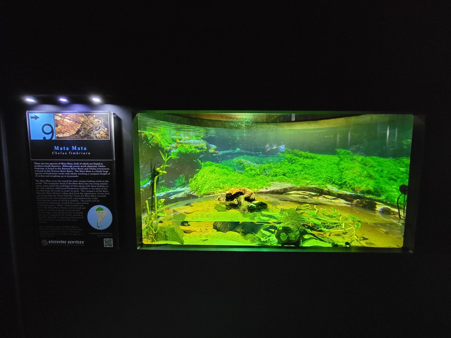 Riverside Reptiles - Matamata