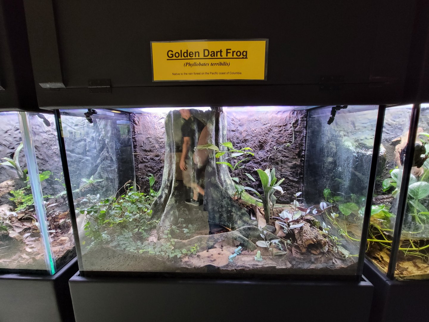 Riverside Reptiles - "Mint" golden dart frogs