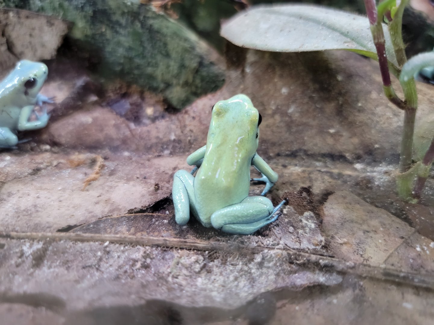 Riverside Reptiles - "Mint" golden dart frogs