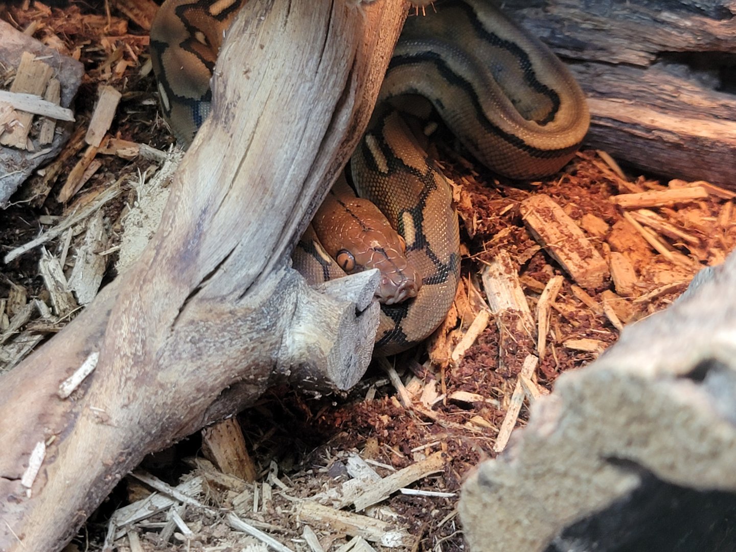 Riverside Reptiles - Month old reticulated python